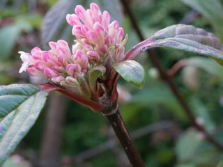 pink Viburnum bodnantense 'Dawn' flower