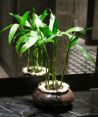 Lucky bamboo shoots / dracaena sanderiana growing in black cauldron pot against mirror in luxury black marble bathroom