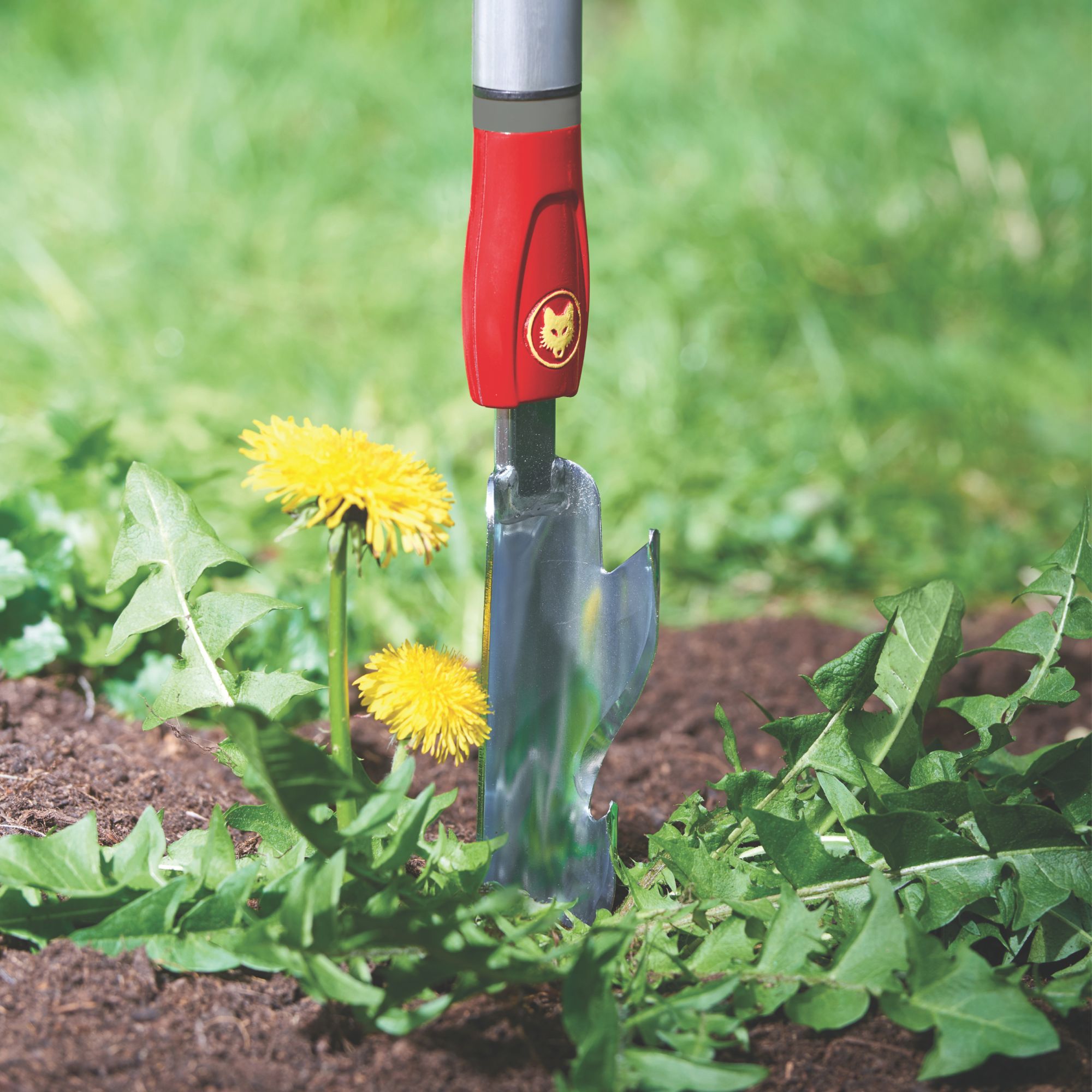 WOLF-Garten Weed Extractor tool weeding dandelions in garden