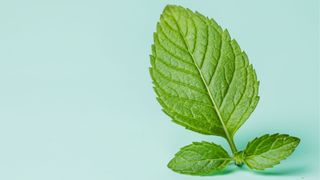 Peppermint leaf