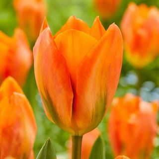 Garden Orange Emperor Tulip Flower Bulbs