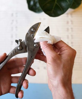 Hands cleaning a pair of stainless steel pruners with an antibacterial wipe