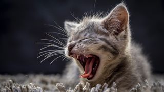 Kitten meowing