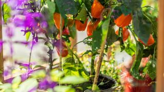 Peppers grown in a pot