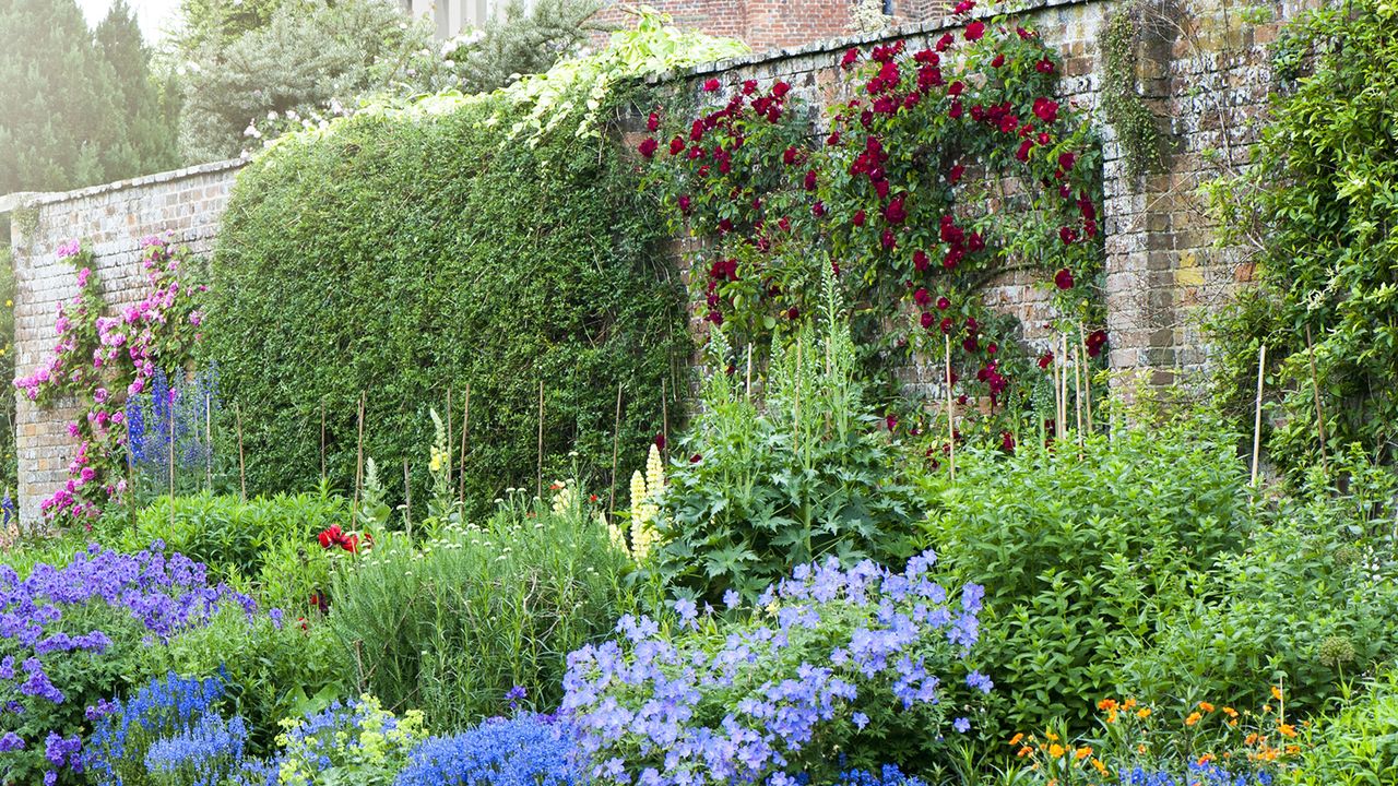 A wall planted with climbing plants