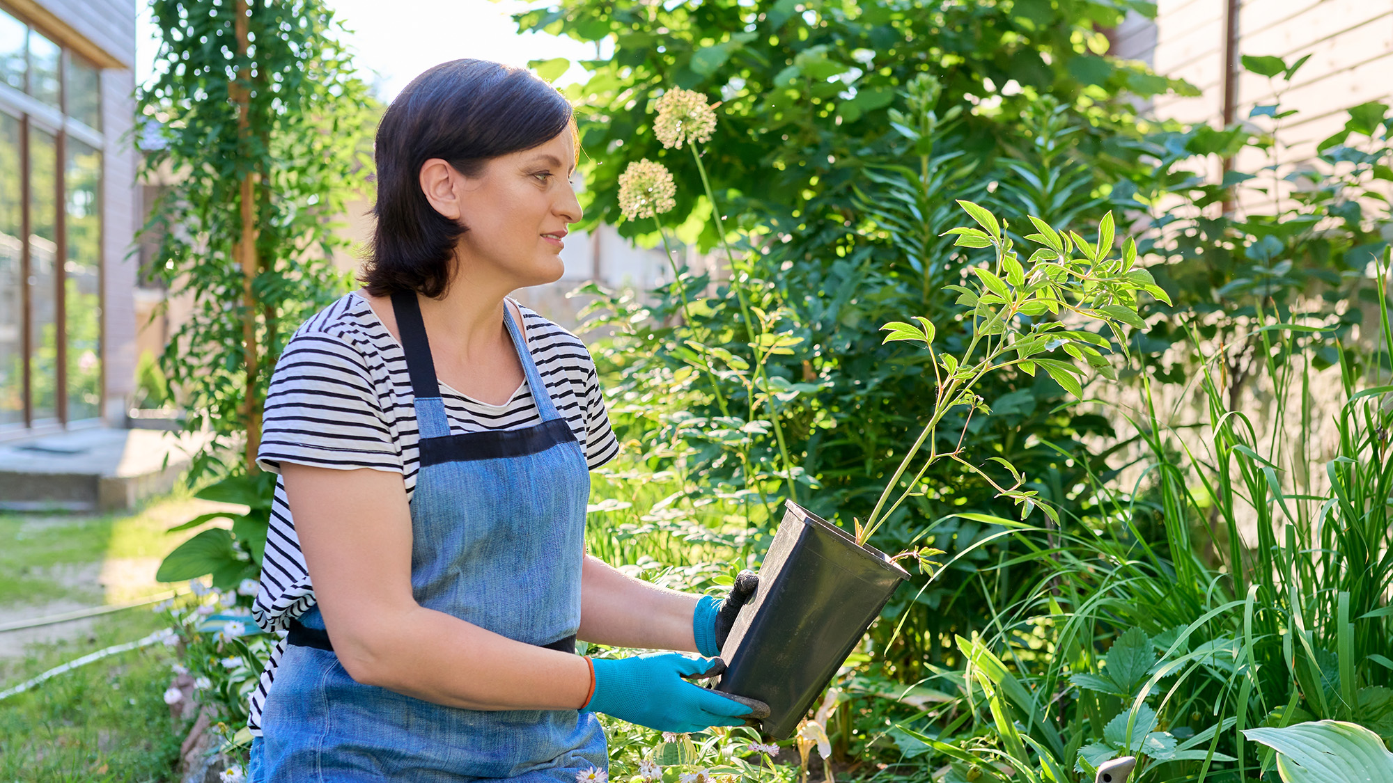 Woman preparing to plant a peony