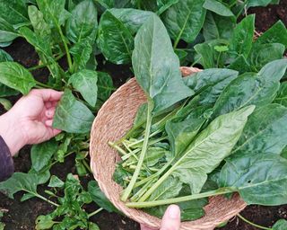 Gardener harvests homegrown spinach and puts leaves in small basket