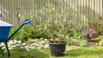 large shrub in a bucket ready to be planted in a flower bed