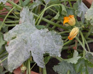 Powdery mildew on the leaves of a courgette plant