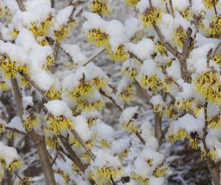 Blooming Small Witch Hazel Tree in spring snow