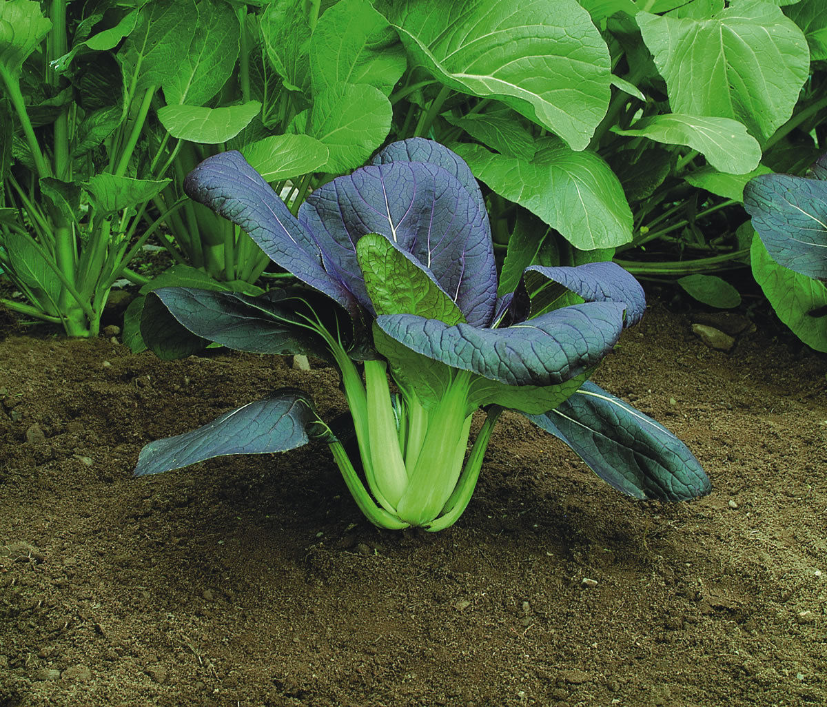 Red pak choi plant