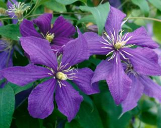 close up of purple flowers of clematis 'Rhapsody'
