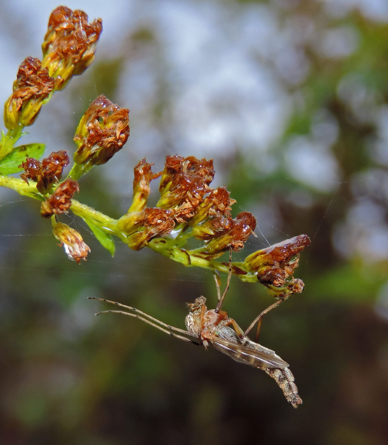 Blossom Midge On Plant