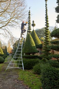 Michael & Janey Hill's Topiary at Cressy Hall - Michael Hill grew the yews from tiny saplings and over 35 years has created over 100 of the most beautiful topiary shapes. Michael Hill working on topiary yews with shears on a tripod ladder. Photo: Andrew Sydenham/Country Life