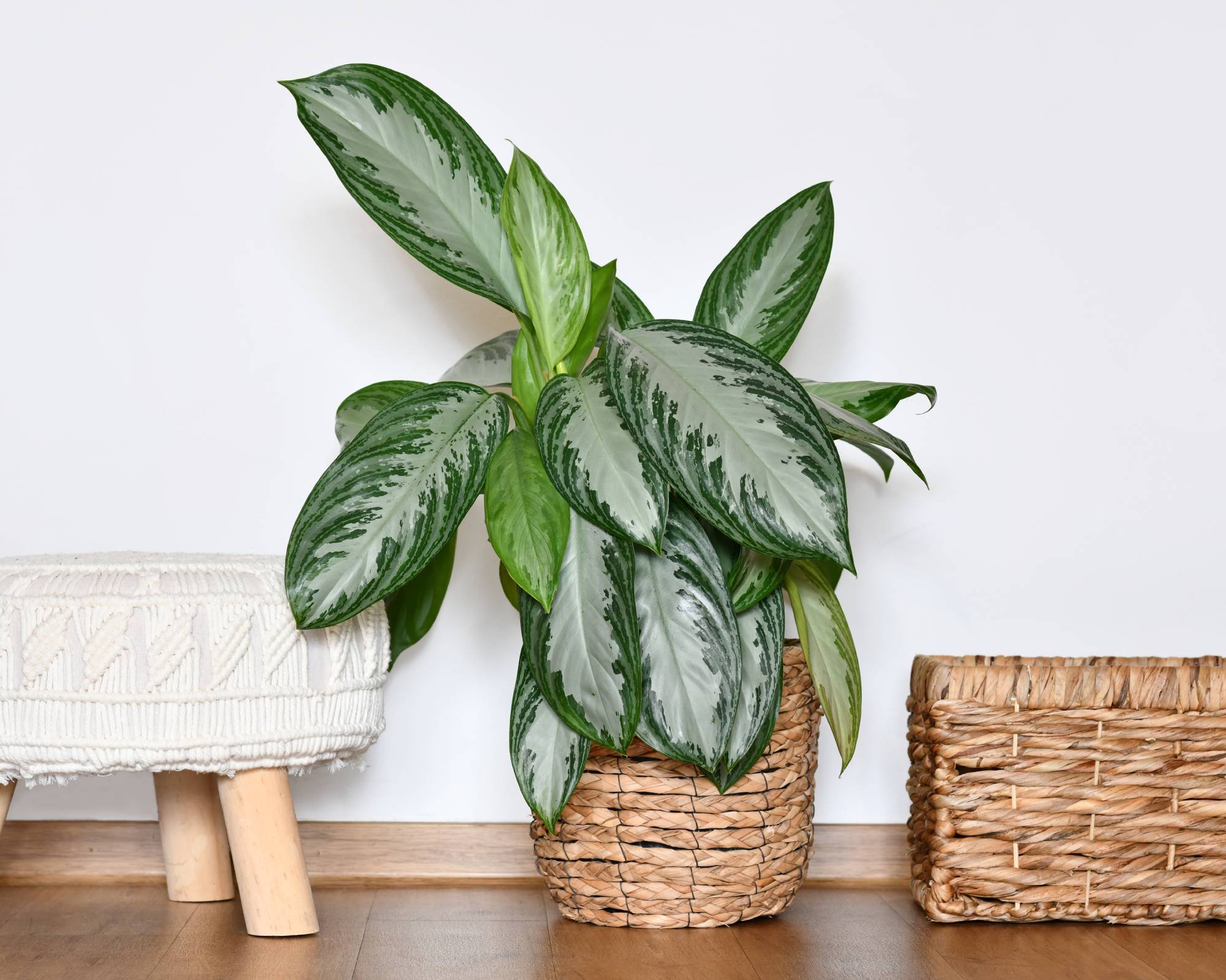 Chinese evergreen houseplant