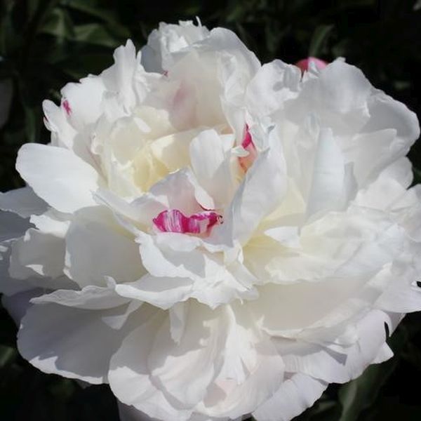 Shirley Temple Peony - #2 Container