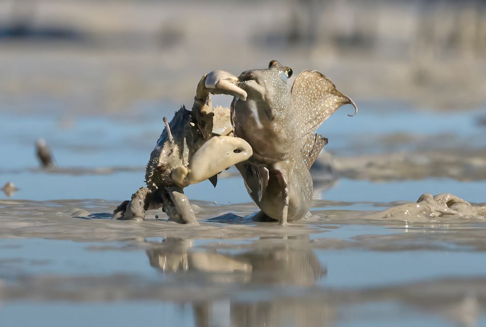 Crab vs. Fish Photo Runner-Up in Travel Photographer Awards