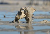 Crab snaps fish out of muddy water. 