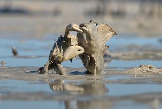 Crab snaps fish out of muddy water.
