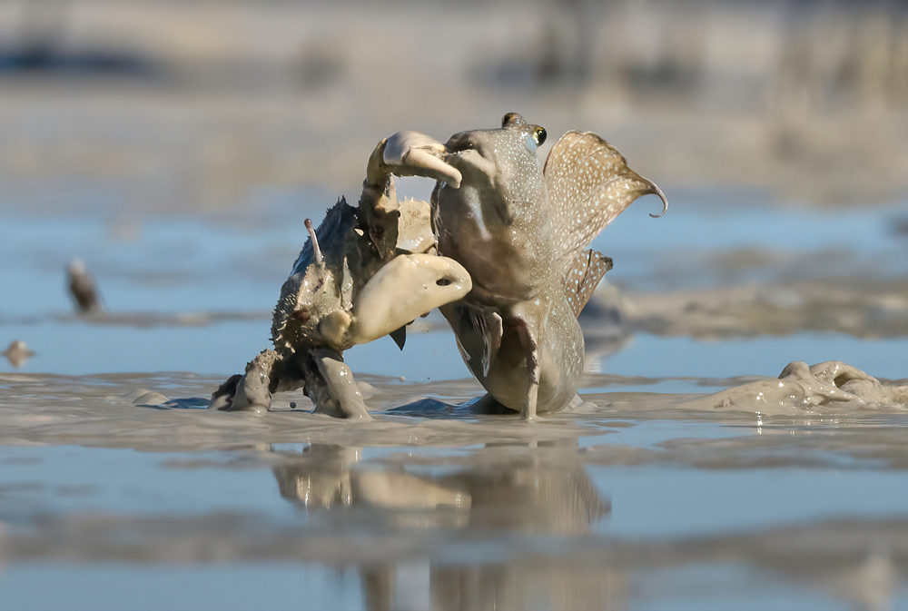 Crab snaps fish out of muddy water. 