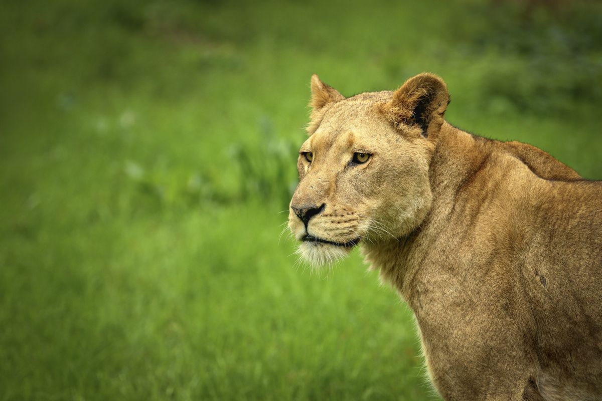 Wildlife