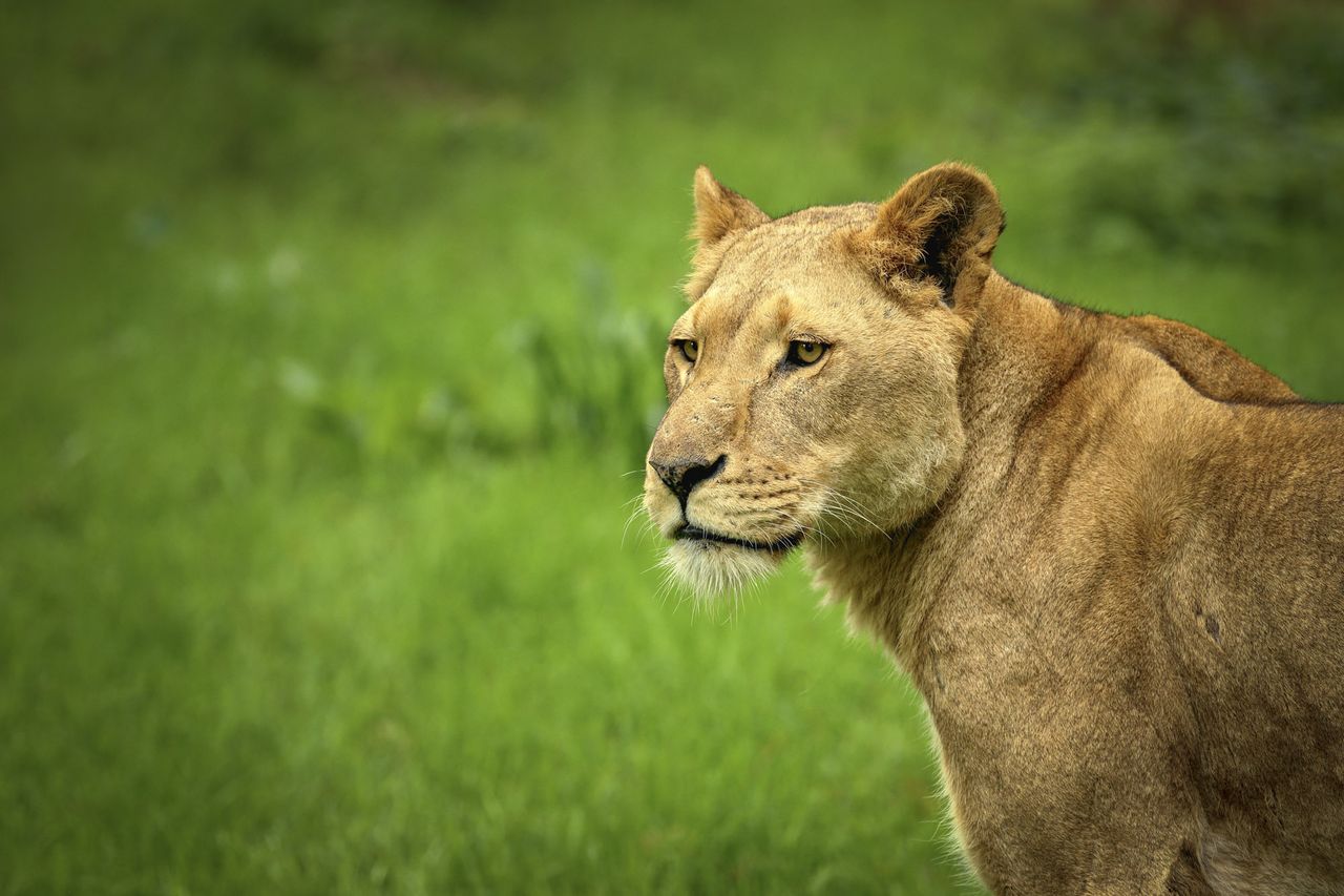 Wildlife