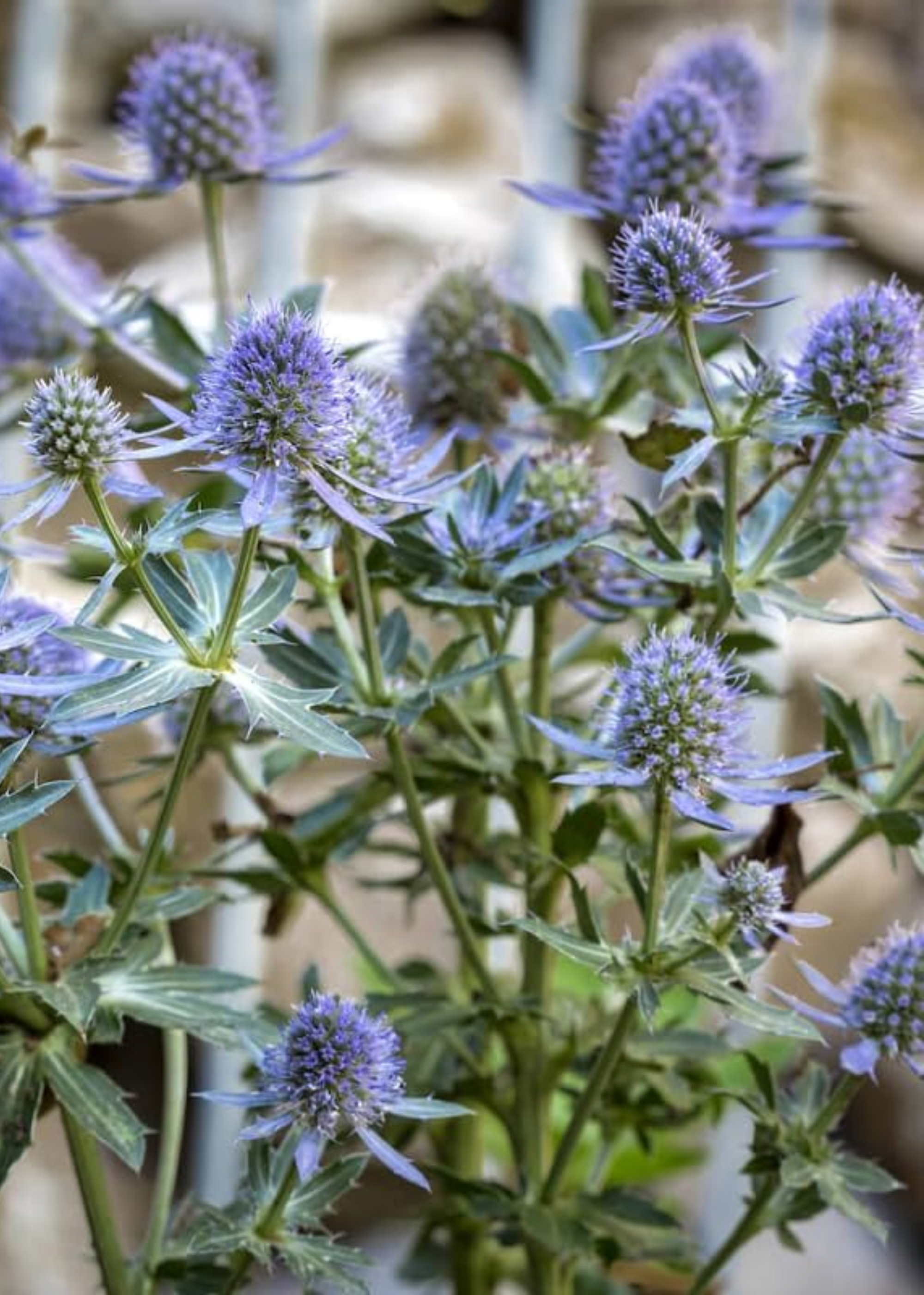 A close-up of sea holly