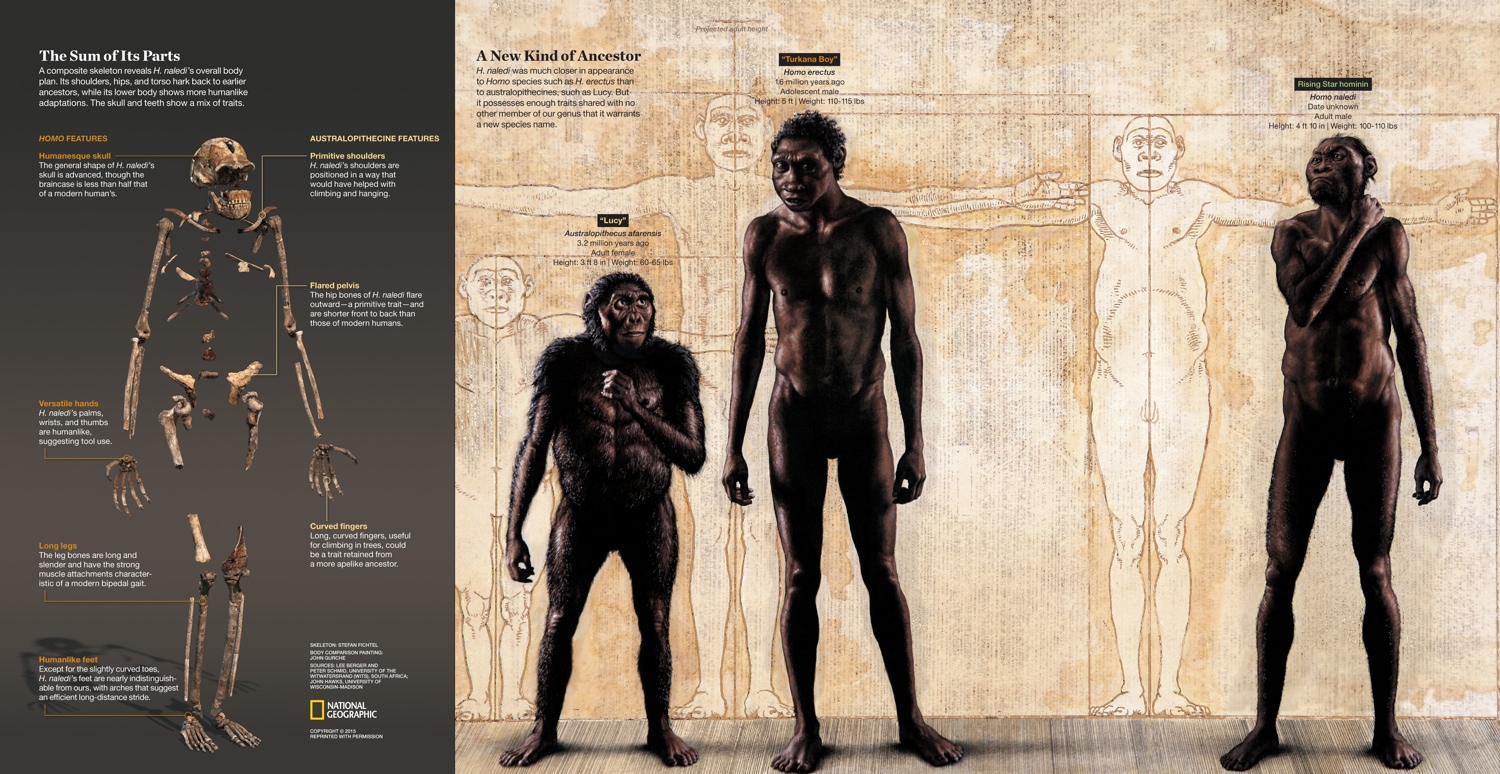 In Photos New Human Relative Shakes Up Our Family Tree Live Science