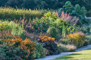 The RHS, Wisley. Helenium 'Sahin's Early Flowerer', Ligularia 'Britt Marie Crawford' in the mixed borders, September