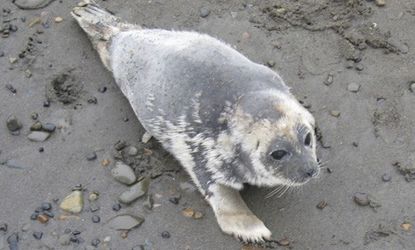 A diseased ringed seal
