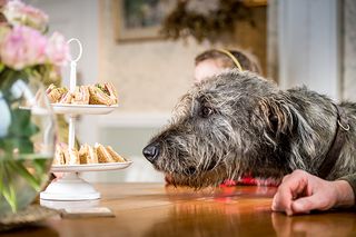 irish wolfhound