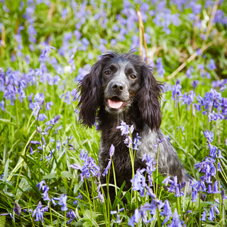 black dog with purple flowers and grass