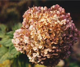 Burned hydrangea