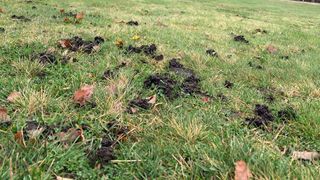 A close up of worm casts on a golf course