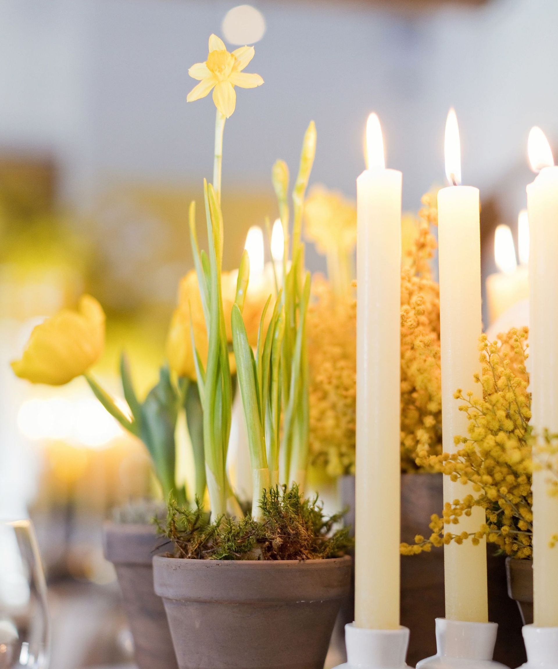 Yellow daffodils, mimosa and tulips in flowerpots and burning candles on a table