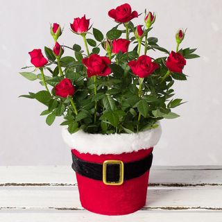 red roses in red santa pot