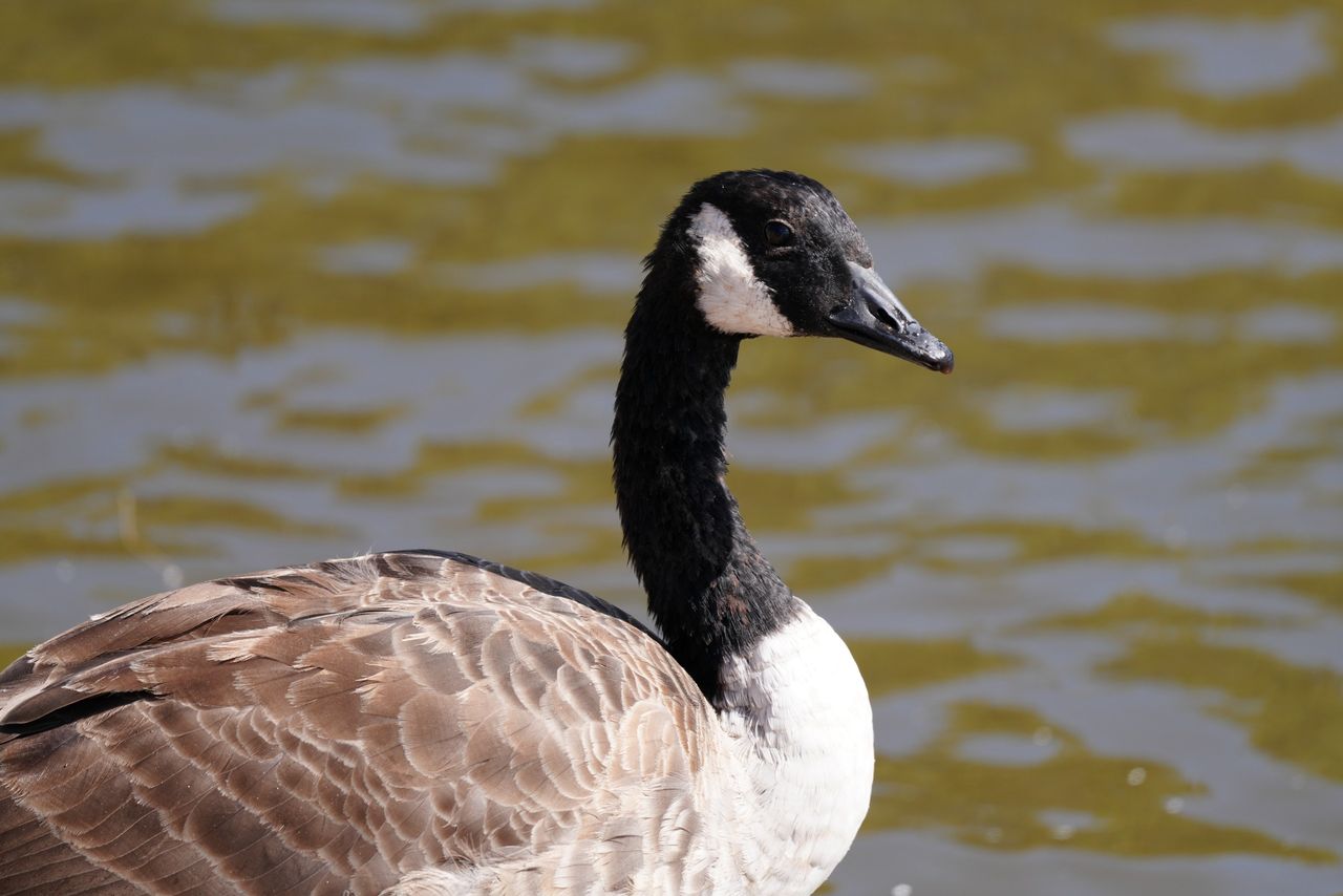 Sony FE 600mm f/6.3 GM OSS sample image