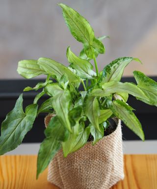 Arrowhead plant in hessian pot on table