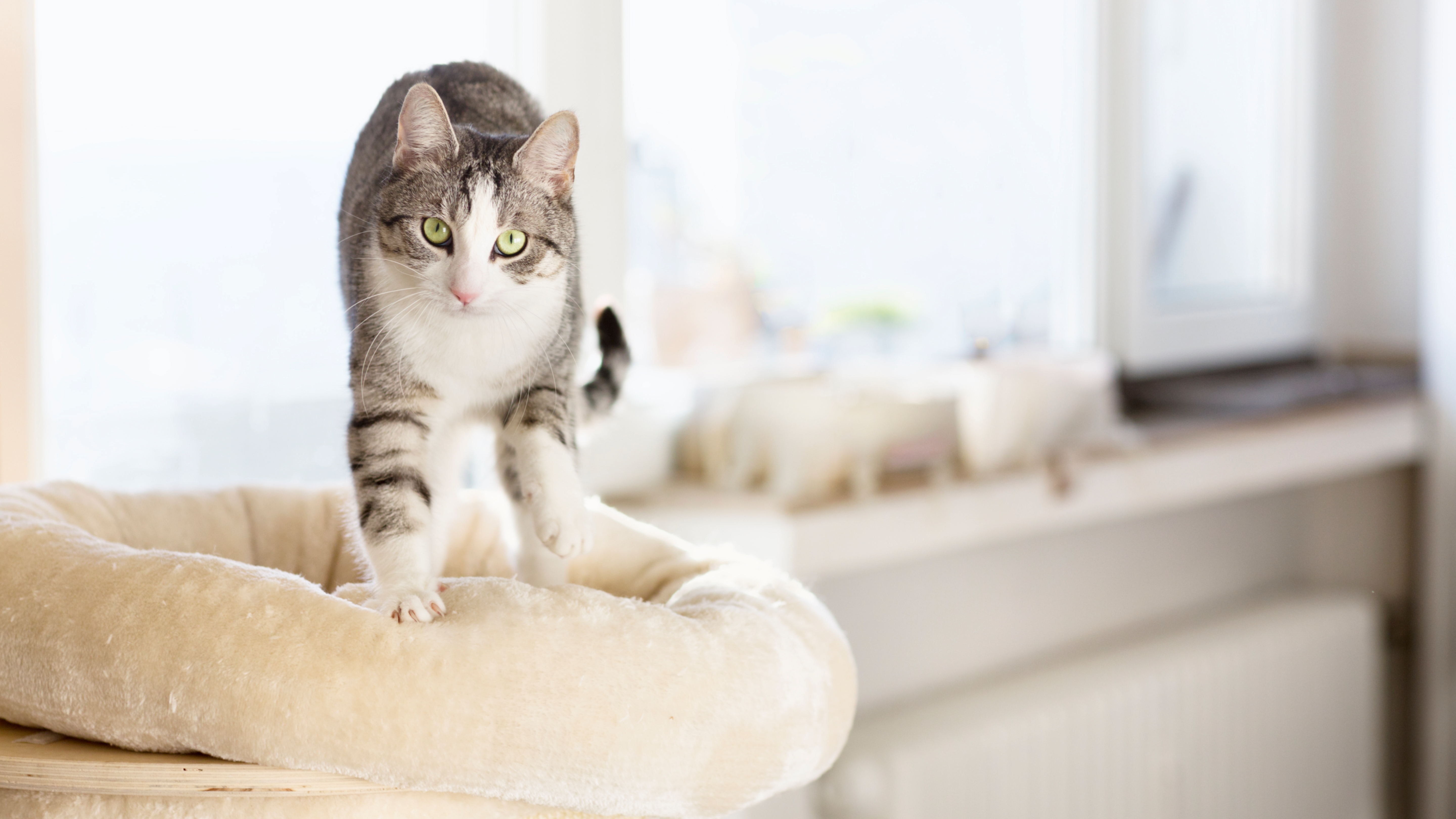 Tabby cat kneading their bed