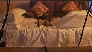 Henry Cavill's dog sprawled out on Henry Cavill's bed