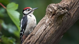 Downy woodpecker