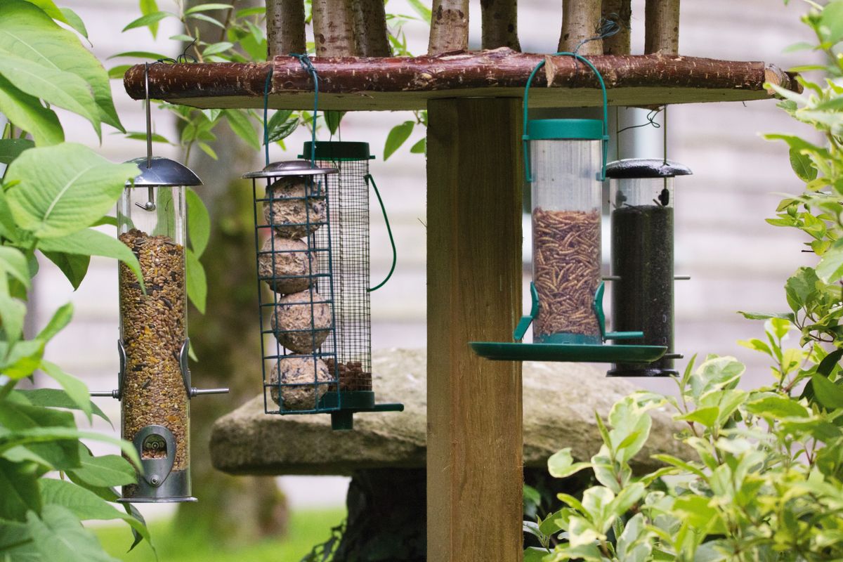 Home photography ideas: Bird photos from your kitchen window! | Digital ...