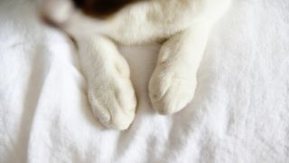 Cat paws on bed