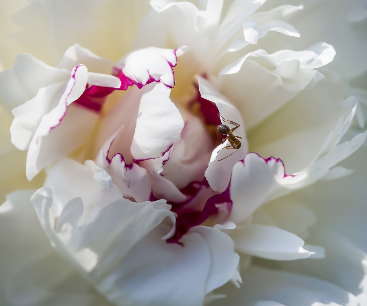 Do peonies attract ants? Why these insects love peony buds Homes