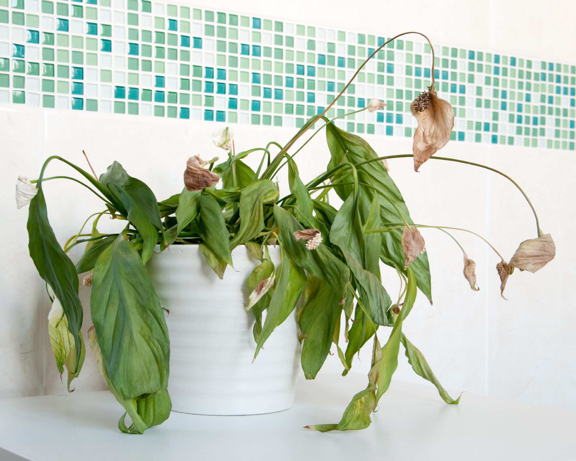 An example of a house plant that has not had enough water. Almost dead spathiphyllum (Peace Lily) with drooping leaves and brown flowers in white ceramic pot.