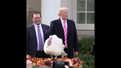 President Trump pardons a turkey.