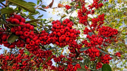 red berries on a pyracantha shrub in fall