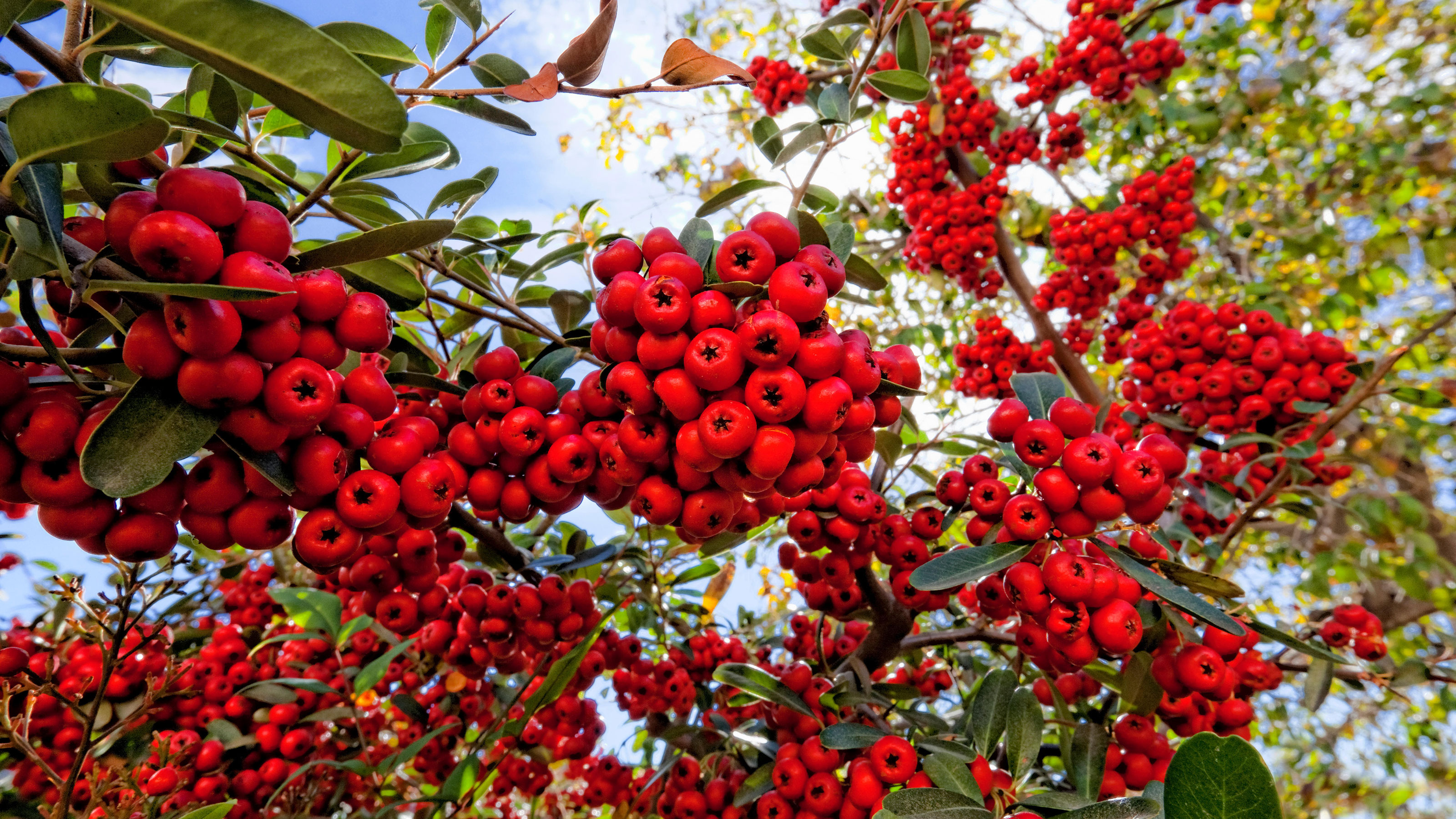 experts-explain-why-pyracantha-is-a-perfect-plant-for-fall-gardeningetc