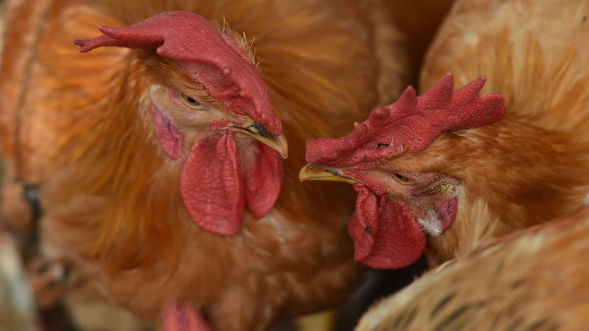 These chickens are for sale at a rural market in Linquan County, Fuyang City, Anhui Province, China, shown on April 27, 2022. The National Health Commission just reported a human case of H3N8 avian influenza infection in Henan Province.