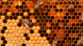 Bees working on honeycomb.